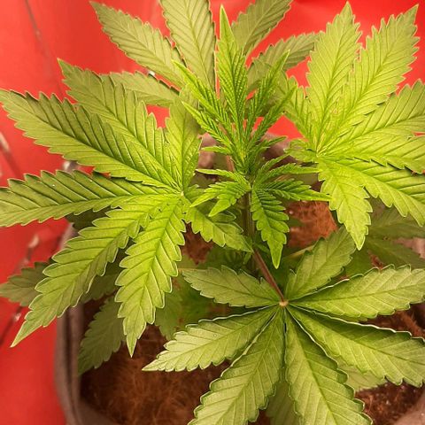 Quebec CBD 20-1 growlog photo: Cambio de led ah mas grande