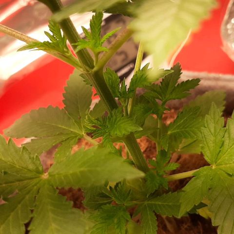 Quebec CBD 20-1 growlog photo: Cambio de led ah mas grande