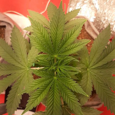 Quebec CBD 20-1 growlog timeline photo
