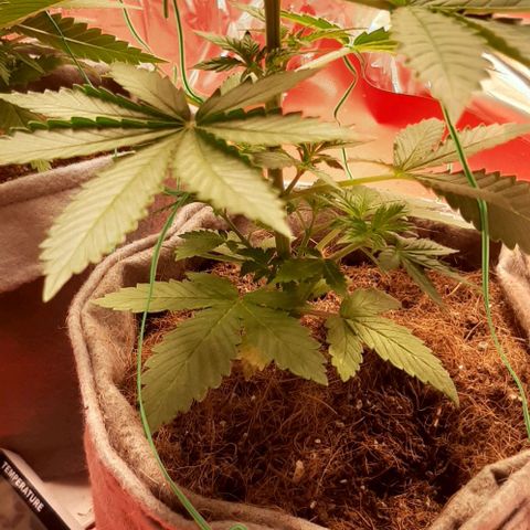 Quebec CBD 20-1 growlog timeline photo