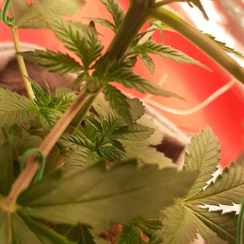 Quebec CBD 20-1 growlog timeline photo