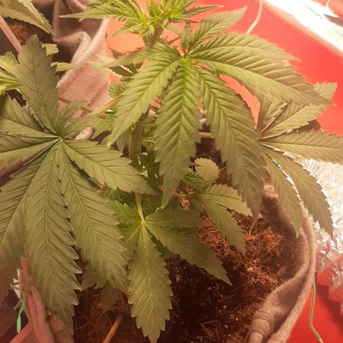 Quebec CBD 20-1 growlog timeline photo