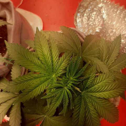 Quebec CBD 20-1 growlog timeline photo