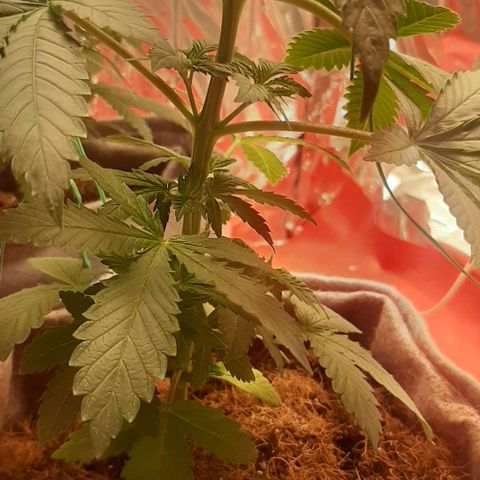 Quebec CBD 20-1 growlog timeline photo