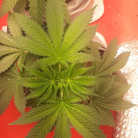 Quebec CBD 20-1 growlog timeline photo