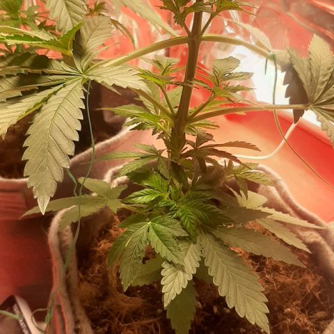 Quebec CBD 20-1 growlog timeline photo
