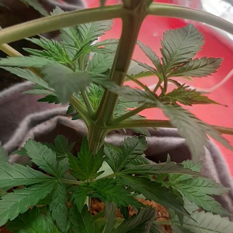 Quebec CBD 20-1 growlog timeline photo
