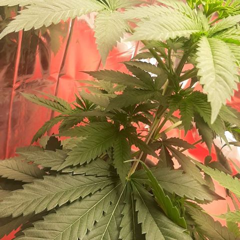 Quebec CBD 20-1 growlog timeline photo