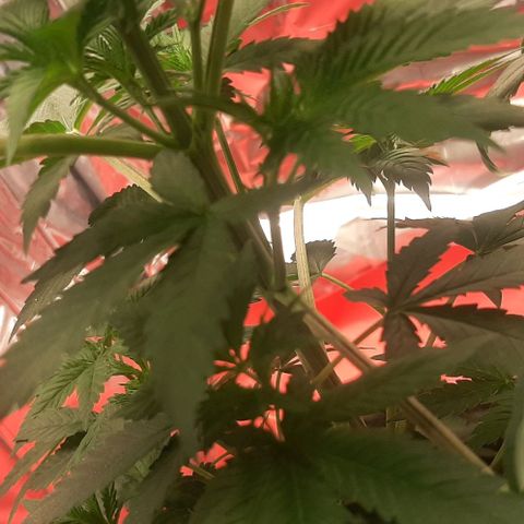 Quebec CBD 20-1 growlog timeline photo
