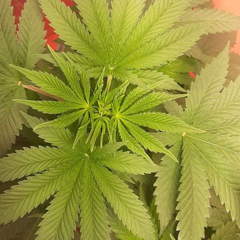 Quebec CBD 20-1 growlog timeline photo