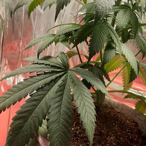 Quebec CBD 20-1 growlog photo: Se sacaron 4 clones