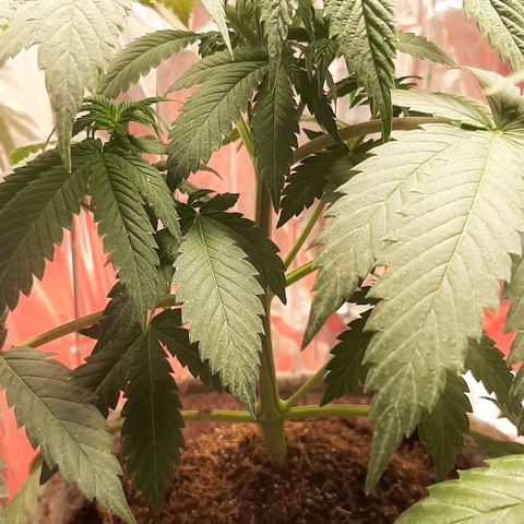 Quebec CBD 20-1 growlog photo: Se sacaron 4 clones