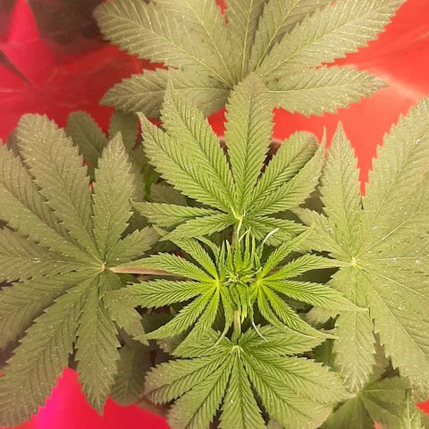 Quebec CBD 20-1 growlog photo: Se sacaron 4 clones