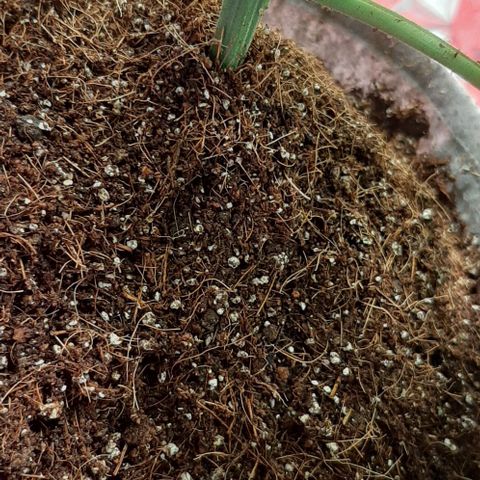 Quebec CBD 20-1 growlog photo: Se sacaron 4 clones