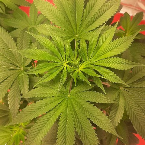 Quebec CBD 20-1 growlog photo: Se paso el tiempo de regado