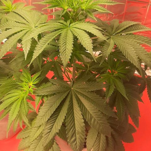 Quebec CBD 20-1 growlog photo: Se paso el tiempo de regado