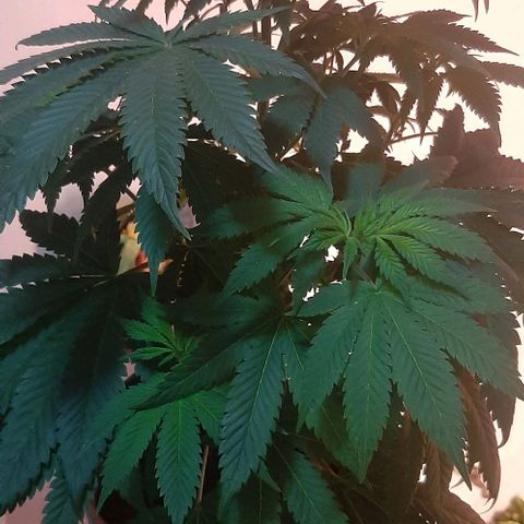 Quebec CBD 20-1 growlog timeline photo