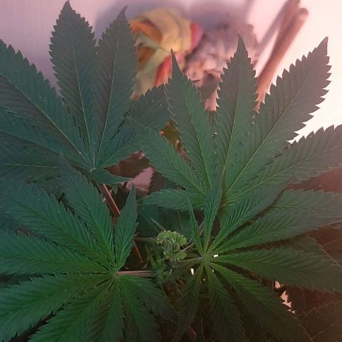 Quebec CBD 20-1 growlog timeline photo