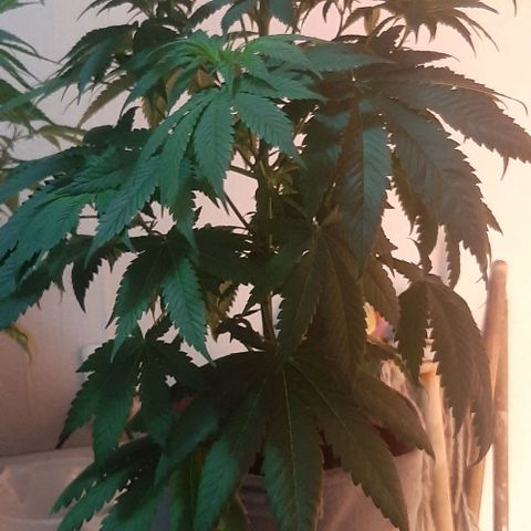 Quebec CBD 20-1 growlog timeline photo