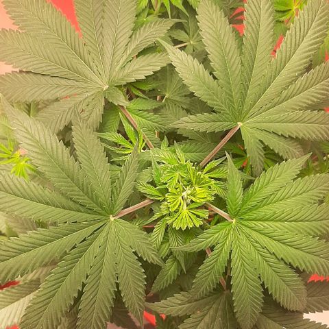 Quebec CBD 20-1 growlog timeline photo