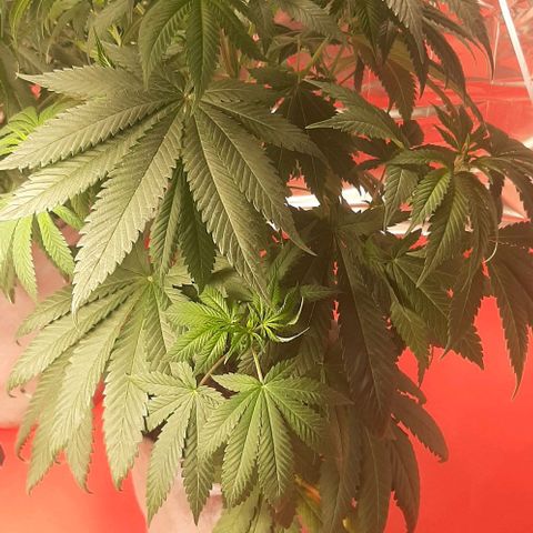 Quebec CBD 20-1 growlog timeline photo