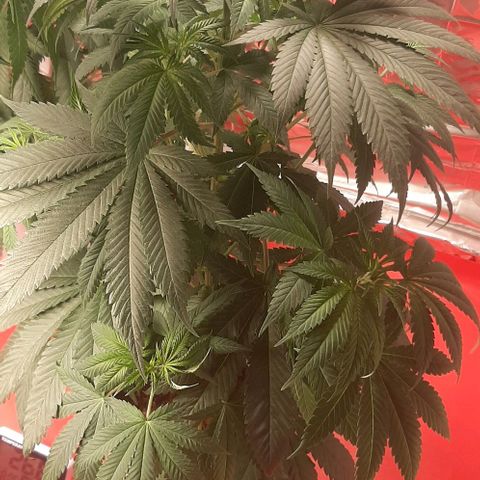 Quebec CBD 20-1 growlog timeline photo
