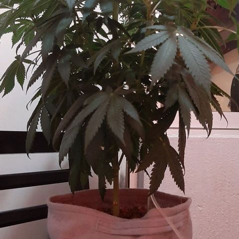 Quebec CBD 20-1 growlog timeline photo