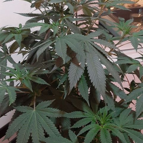 Quebec CBD 20-1 growlog timeline photo