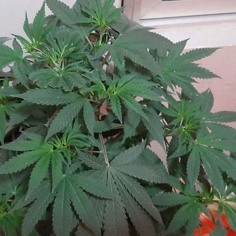 Quebec CBD 20-1 growlog timeline photo