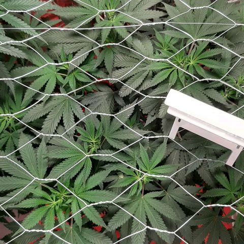 Quebec CBD 20-1 growlog timeline photo