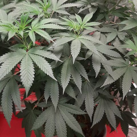 Quebec CBD 20-1 growlog timeline photo