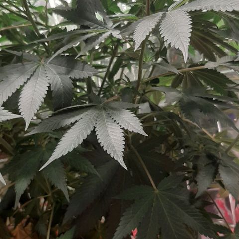 Quebec CBD 20-1 growlog timeline photo