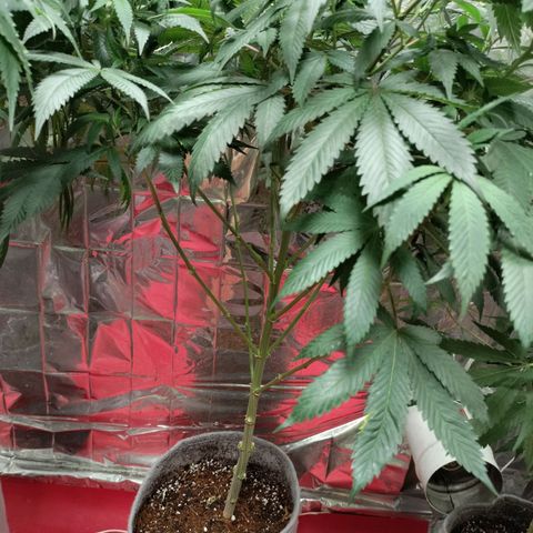 Quebec CBD 20-1 growlog timeline photo