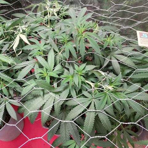 Quebec CBD 20-1 growlog timeline photo