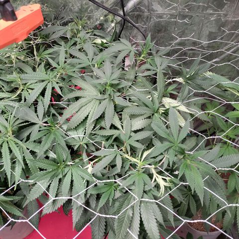 Quebec CBD 20-1 growlog timeline photo