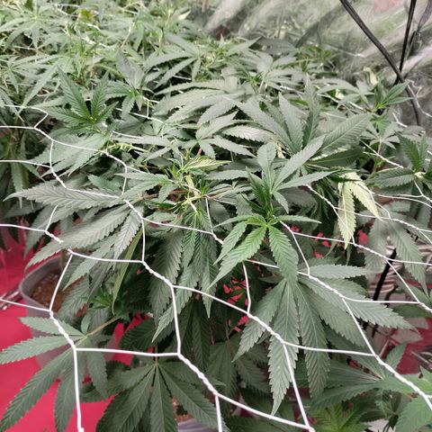 Quebec CBD 20-1 growlog timeline photo