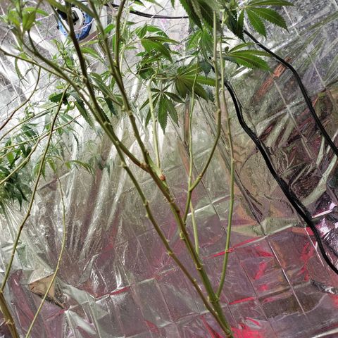 Quebec CBD 20-1 growlog timeline photo