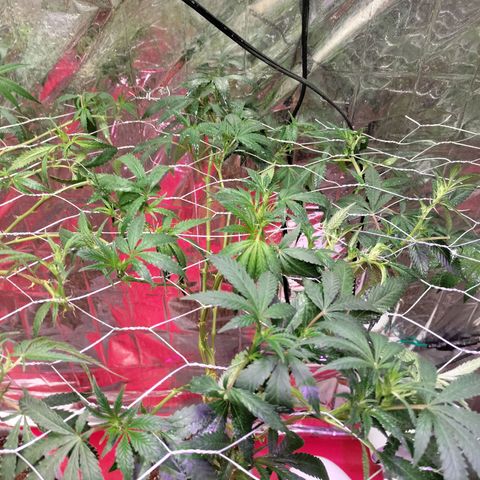 Quebec CBD 20-1 growlog timeline photo