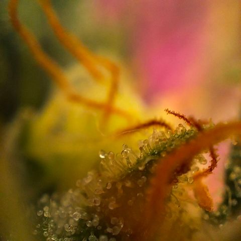 Quebec CBD 20-1 growlog timeline photo