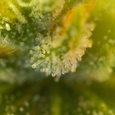 Quebec CBD 20-1 growlog timeline photo