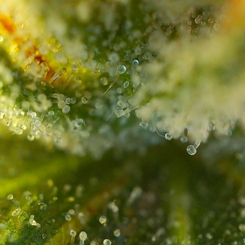 Quebec CBD 20-1 growlog timeline photo