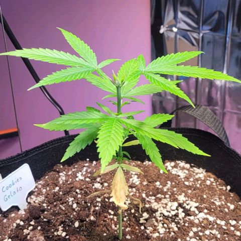 Beast growlog timeline photo