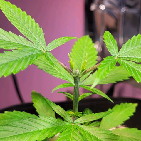 Beast growlog timeline photo