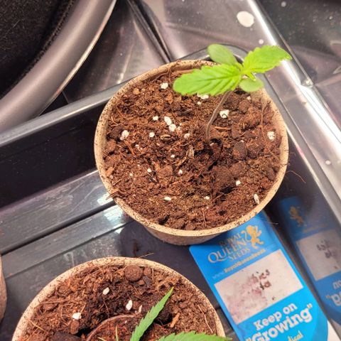 Monster Mom growlog timeline photo