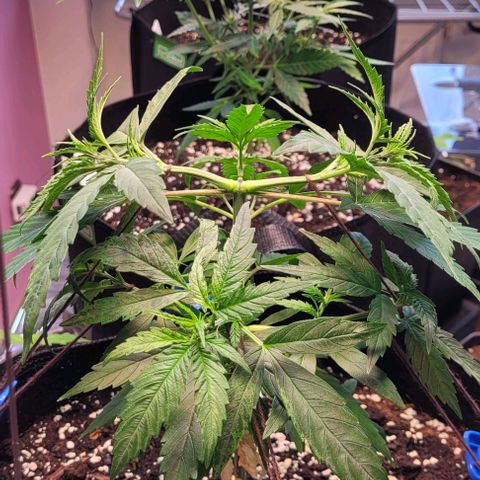 Beast growlog timeline photo