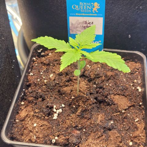 Monster Mom growlog timeline photo
