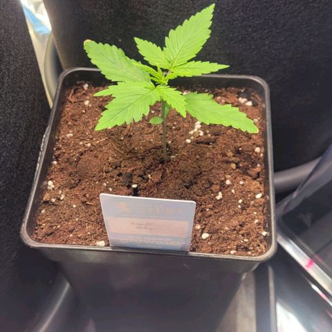 Monster Mom growlog timeline photo