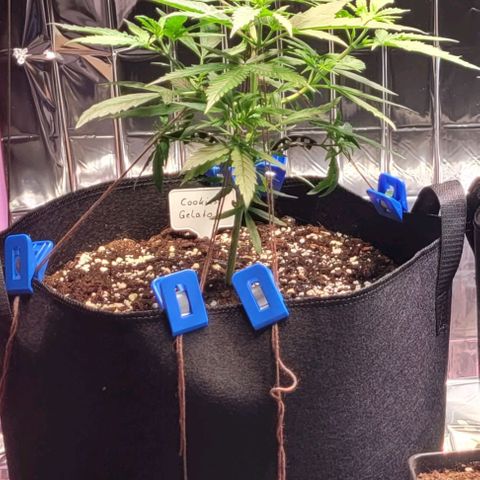 Beast growlog timeline photo