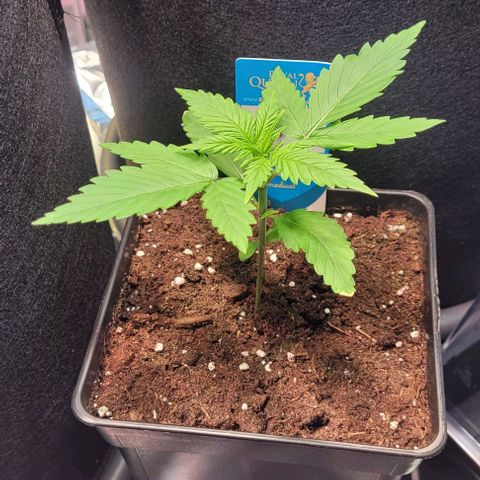 Monster Mom growlog timeline photo