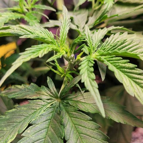 Beast growlog photo: Frisch 2.mal Getoppt 20Uhr